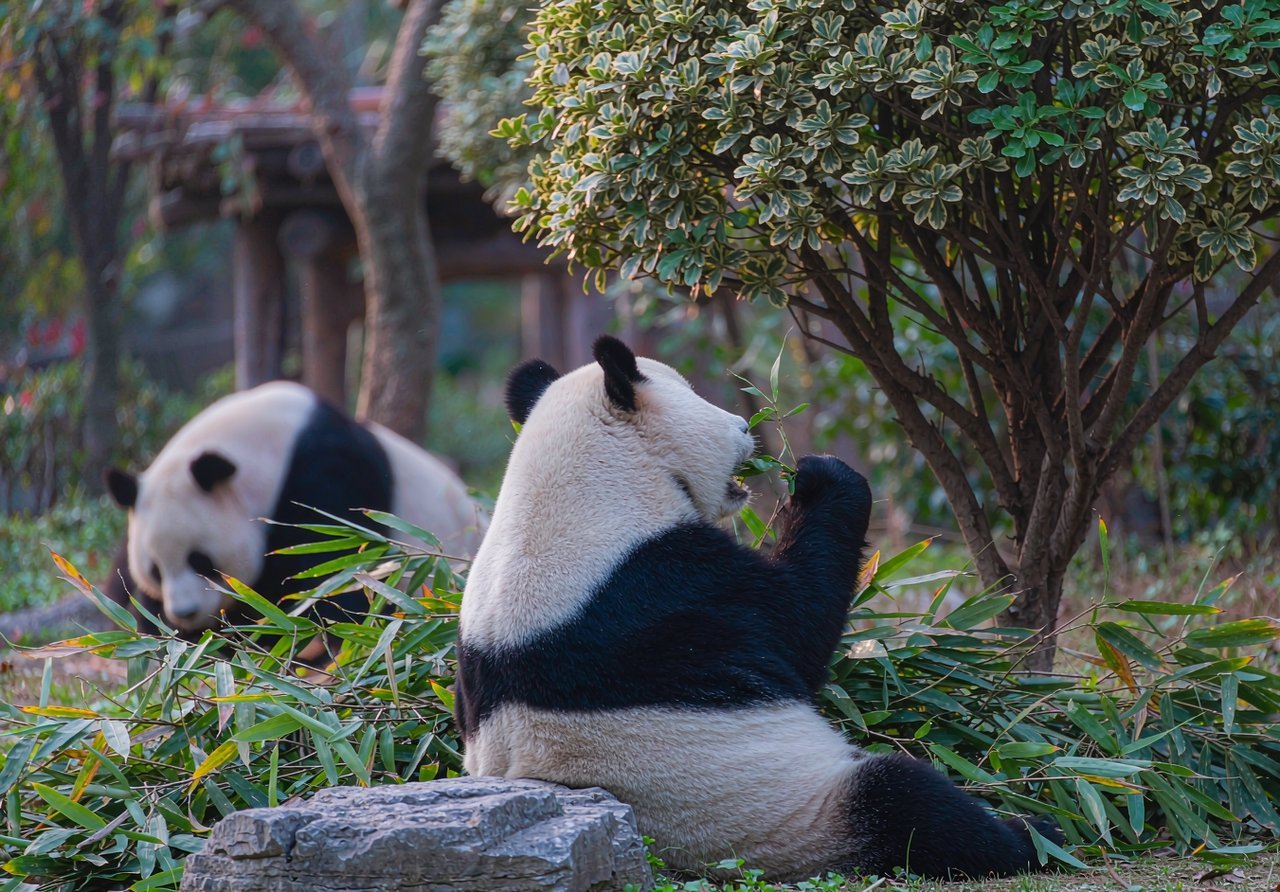 Giant pandas eating bamboo at Chengdu Research Base