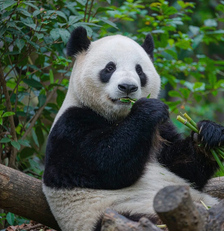 China 21-day grand tour itinerary route across Beijing, Xi’an, Chengdu and Shanghai